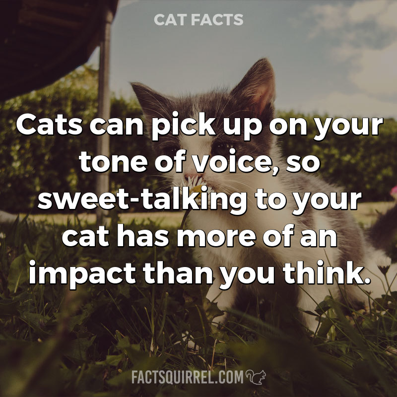 Cats can pick up on your tone of voice, so sweet-talking to your cat has