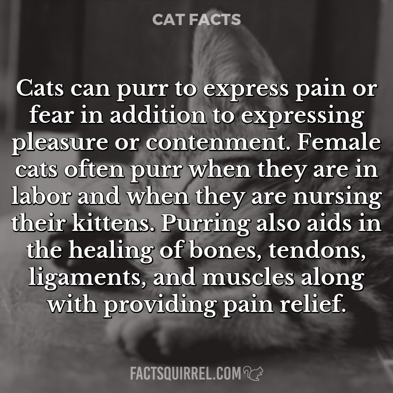 Cats can purr to express pain or fear in addition to expressing pleasure