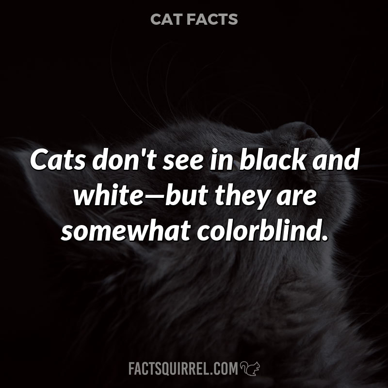 Cats don’t see in black and white – but they are somewhat colorblind