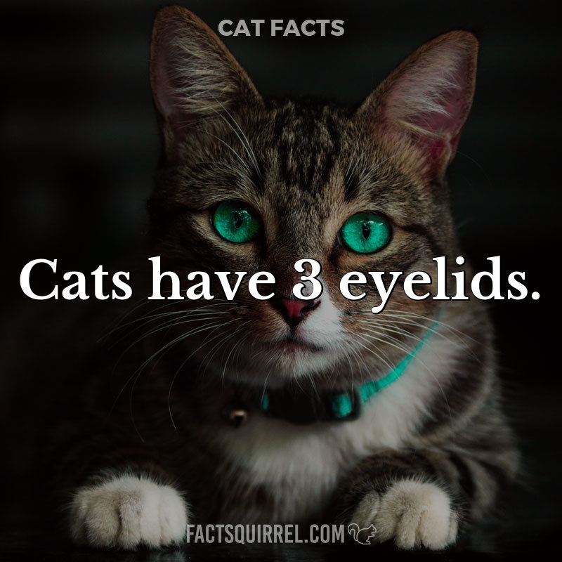 Cats have 3 eyelids