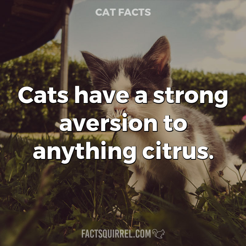 Cats have a strong aversion to anything citrus
