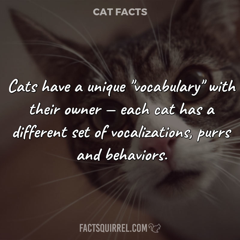 Cats have a unique “vocabulary” with their owner – each cat has a