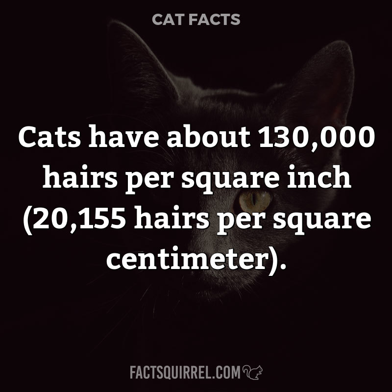 Cats have about 130,000 hairs per square inch (20,155 hairs per square