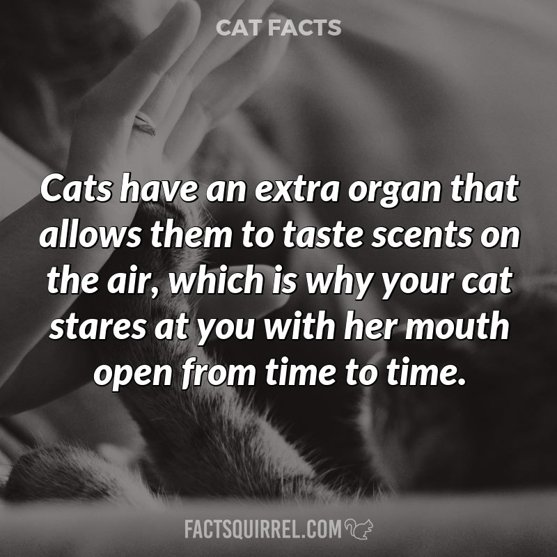 Cats have an extra organ that allows them to taste scents on the air,