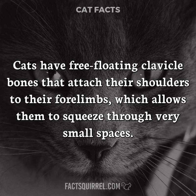 Cats have free-floating clavicle bones that attach their shoulders to