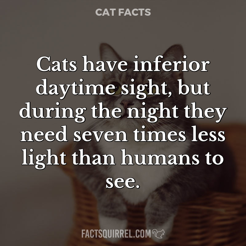 Cats have inferior daytime sight, but during the night they need seven