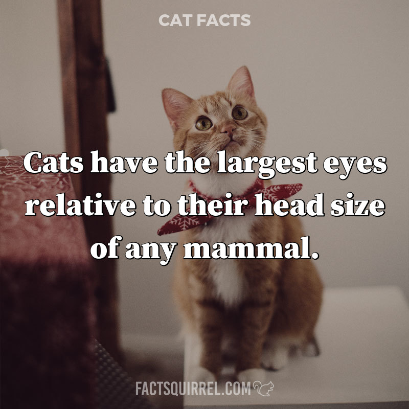Cats have the largest eyes relative to their head size of any mammal