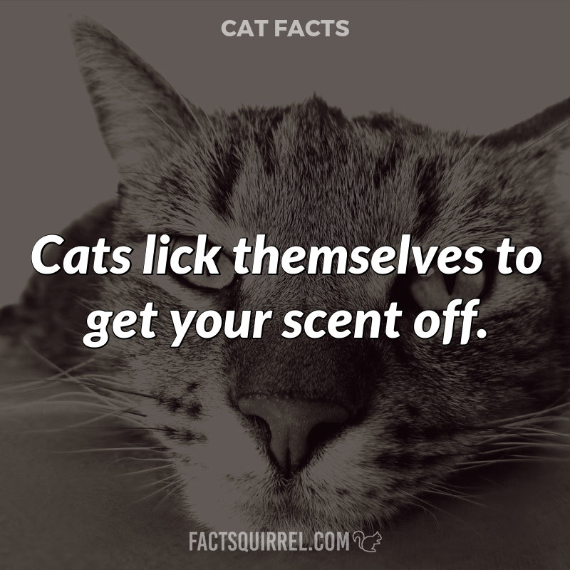 Cats lick themselves to get your scent off