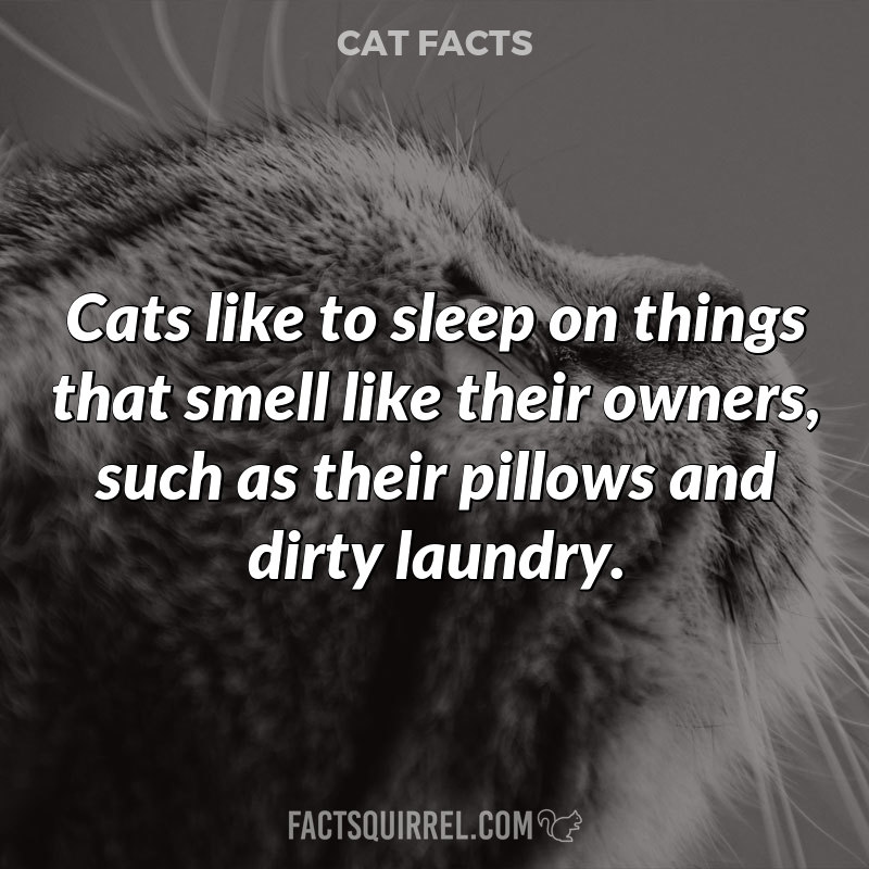 Cats like to sleep on things that smell like their owners, such as their