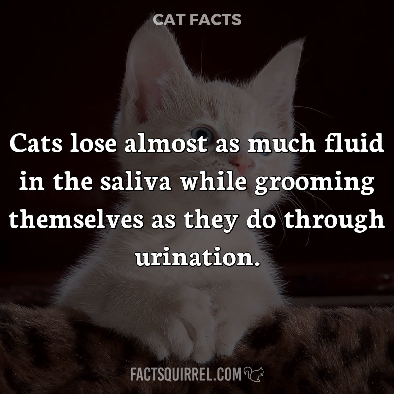 Cats lose almost as much fluid in the saliva while grooming themselves