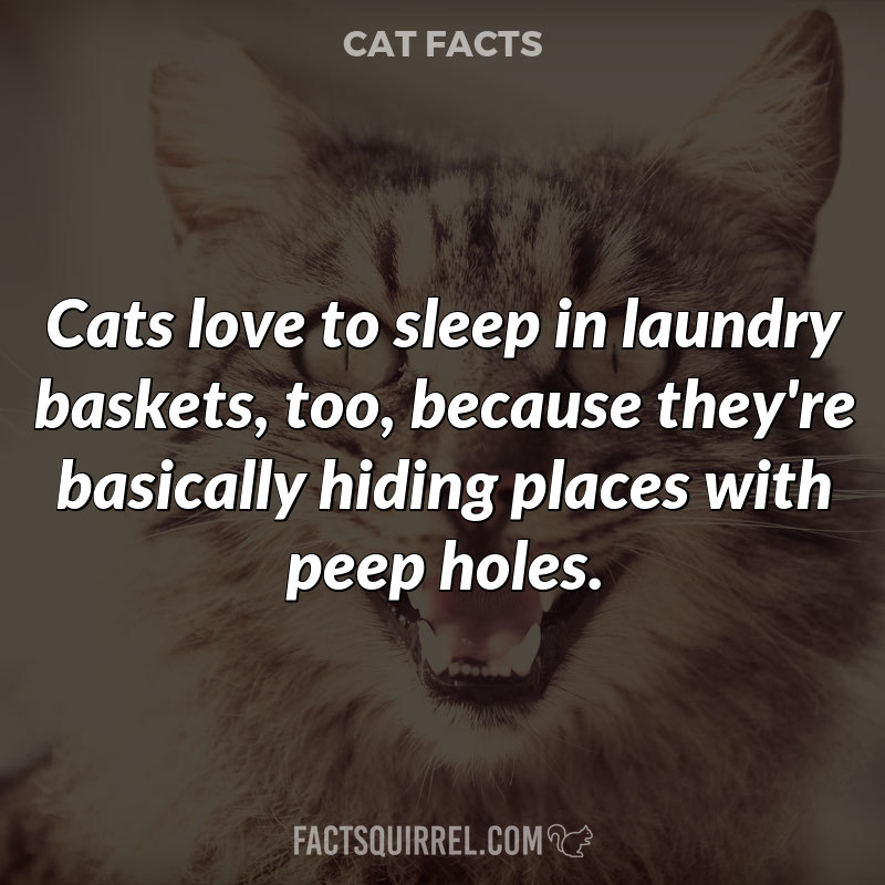 Cats love to sleep in laundry baskets, too, because they’re basically