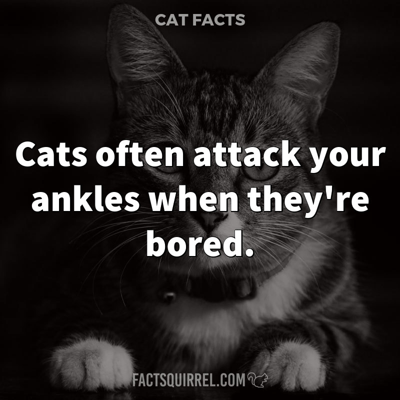 Cats often attack your ankles when they’re bored