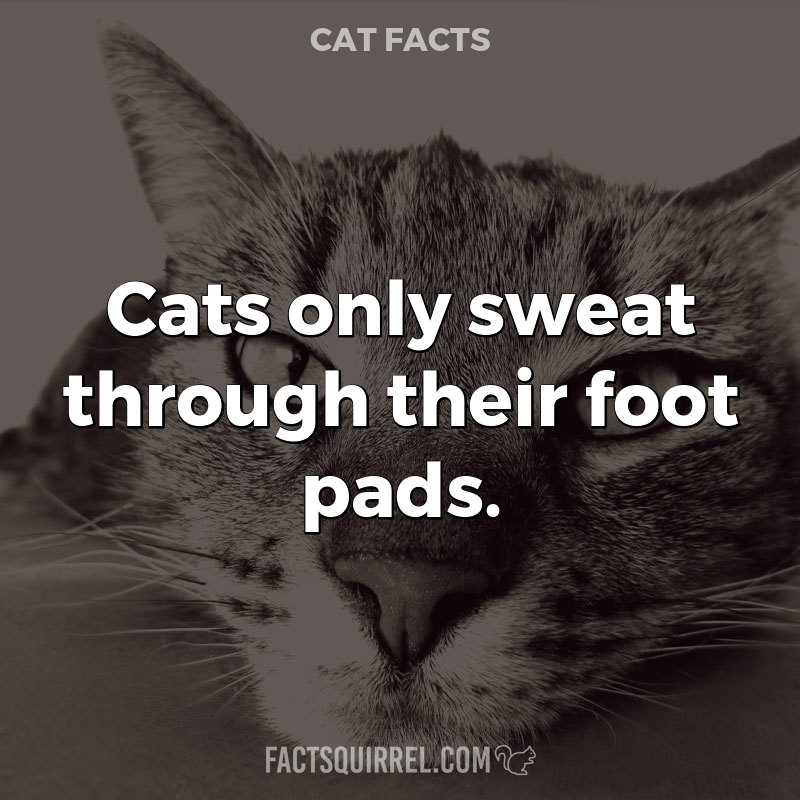 Cats only sweat through their foot pads FactSquirrel