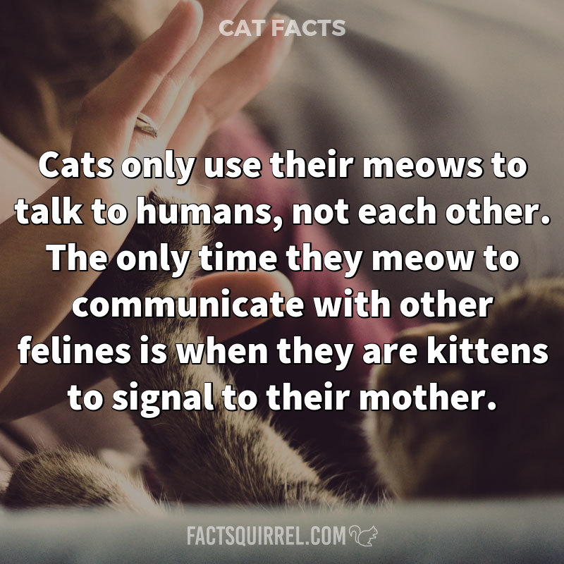 Cats only use their meows to talk to humans, not each other. The only