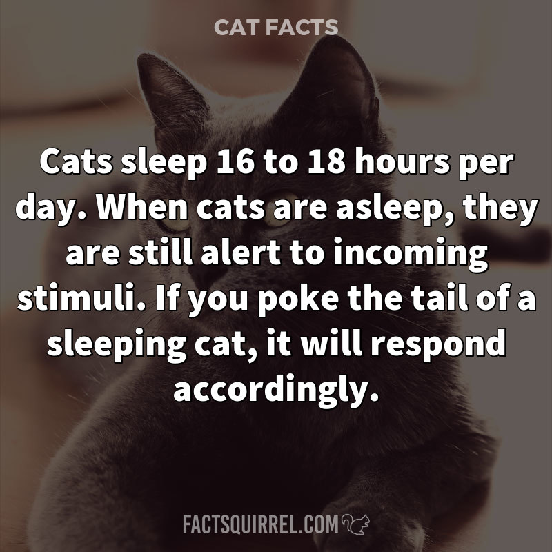 Cats sleep 16 to 18 hours per day. When cats are asleep, they are still