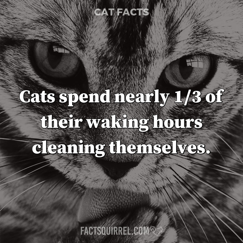 Cats spend nearly 1/3 of their waking hours cleaning themselves