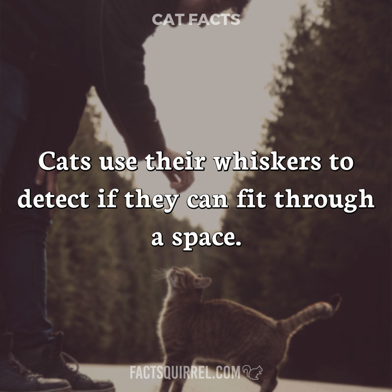 Cats use their whiskers to detect if they can fit through a space