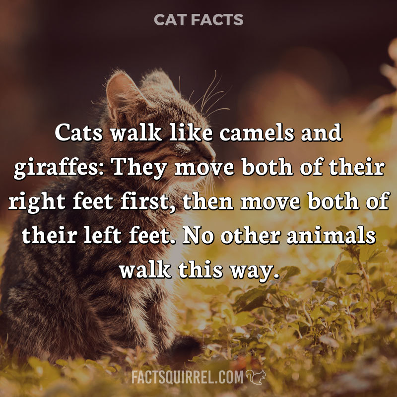 Cats walk like camels and giraffes: They move both of their right feet