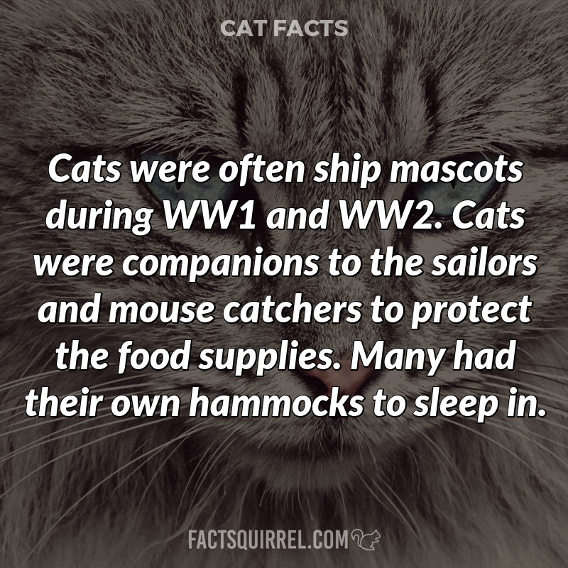 Cats were often ship mascots during WW1 and WW2. Cats were companions to