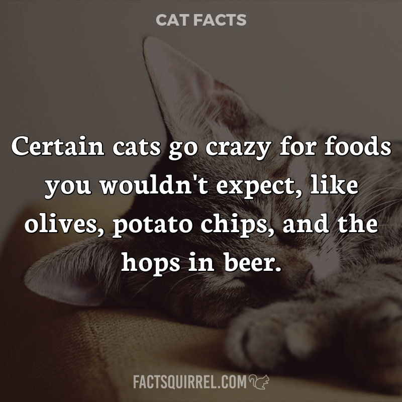 Certain cats go crazy for foods you wouldn’t expect, like olives, potato