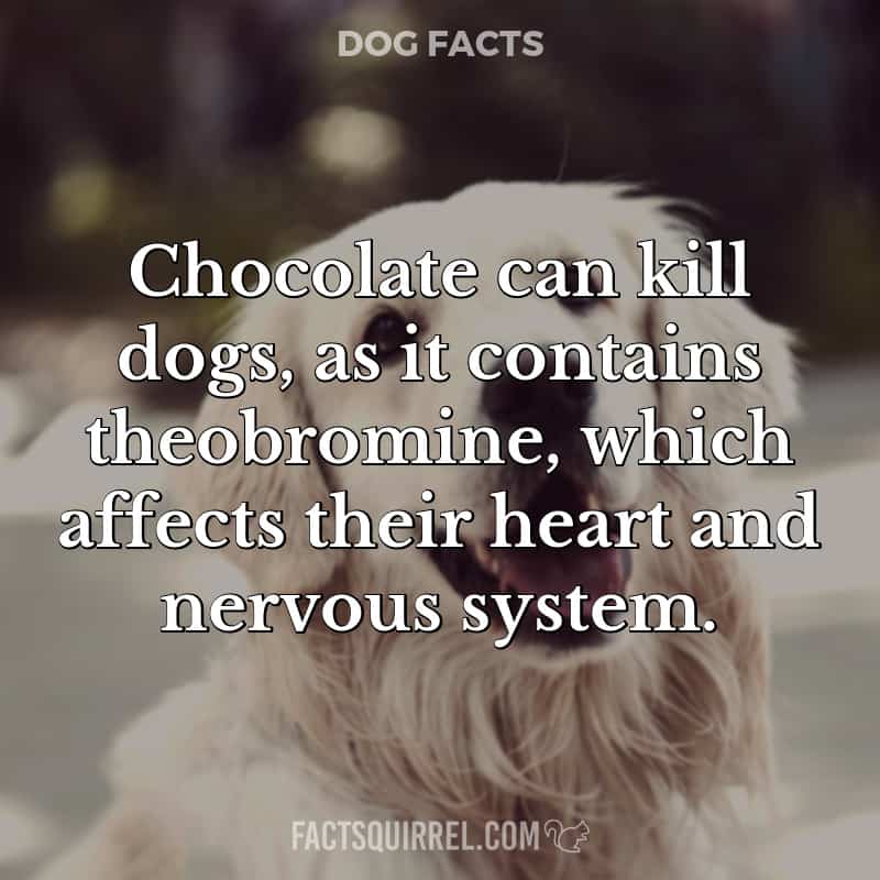 Chocolate can kill dogs, as it contains theobromine, which affects their