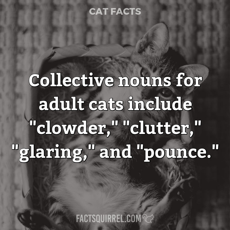 Collective nouns for adult cats include “clowder,” “clutter,” “glaring,”