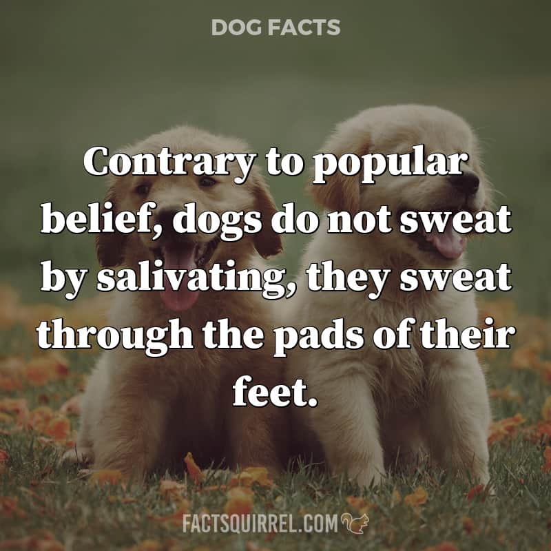 Contrary to popular belief, dogs do not sweat by salivating, they sweat through the pads of their feet.