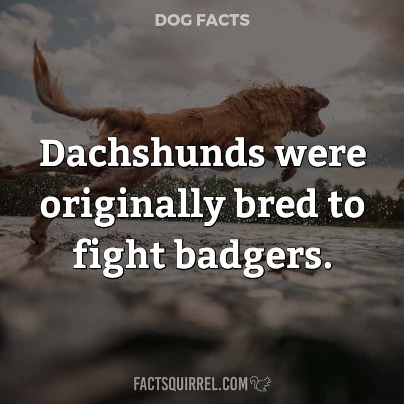 Dachshunds were originally bred to fight badgers