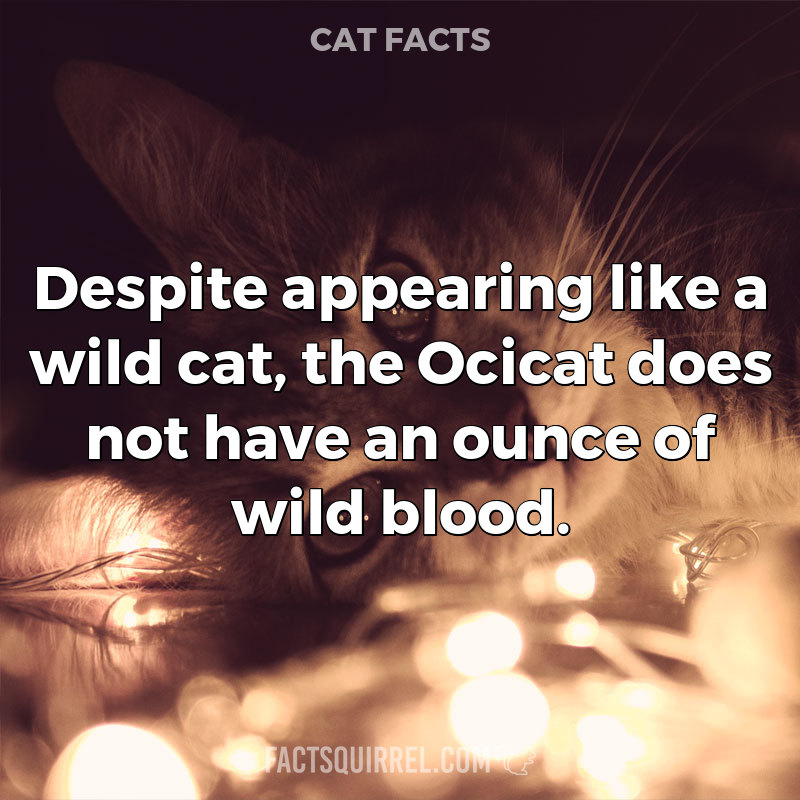 Despite appearing like a wild cat, the Ocicat does not have an ounce of