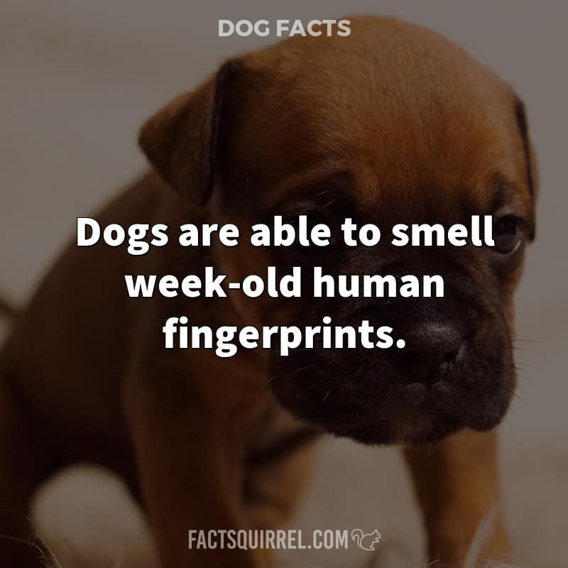 Dogs are able to smell week-old human fingerprints
