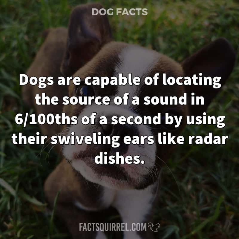 Dogs are capable of locating the source of a sound in 6/100ths of a