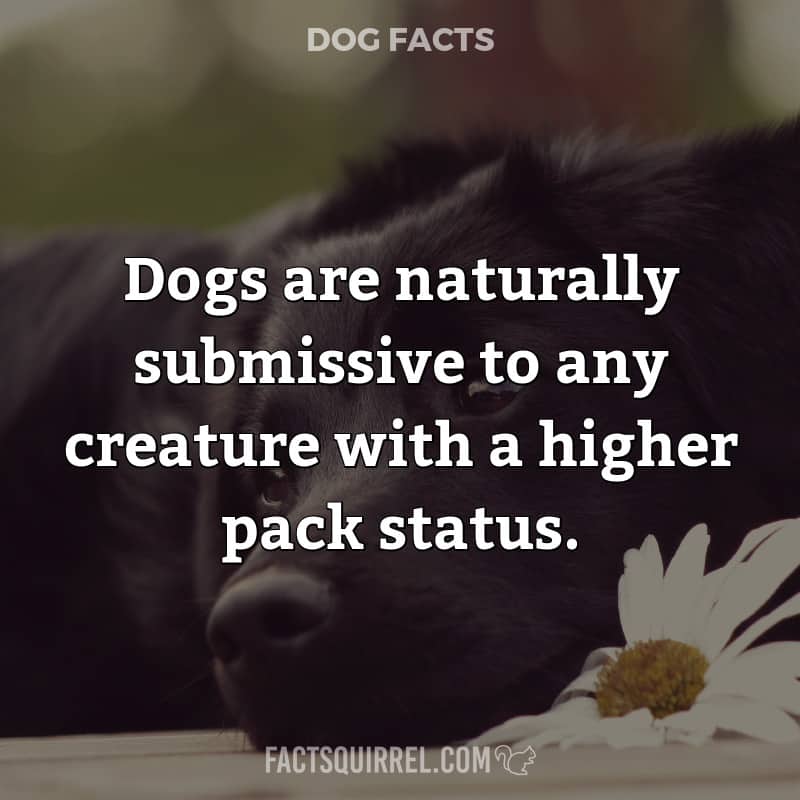 Dogs are naturally submissive to any creature with a higher pack status