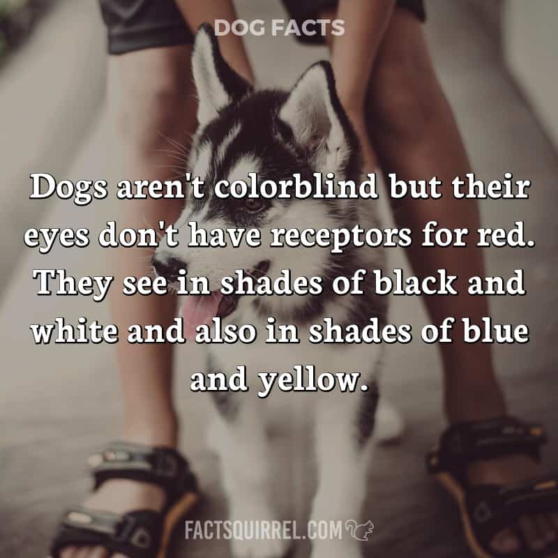 Dogs aren’t colorblind but their eyes don’t have receptors for red. They