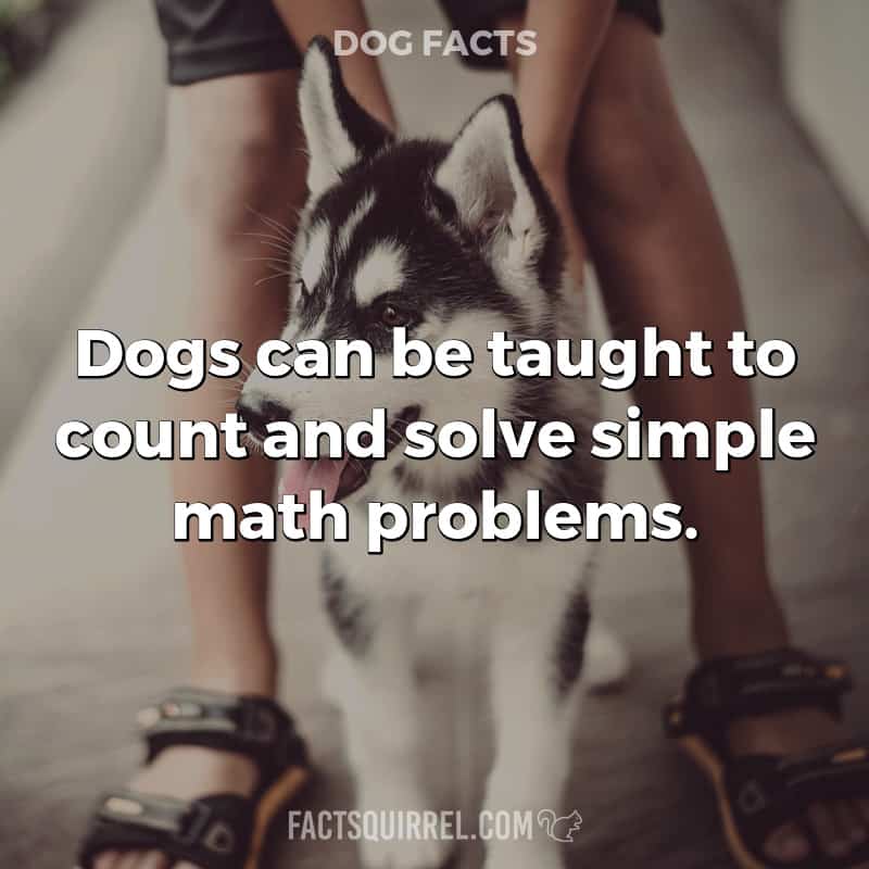 Dogs can be taught to count and solve simple math problems