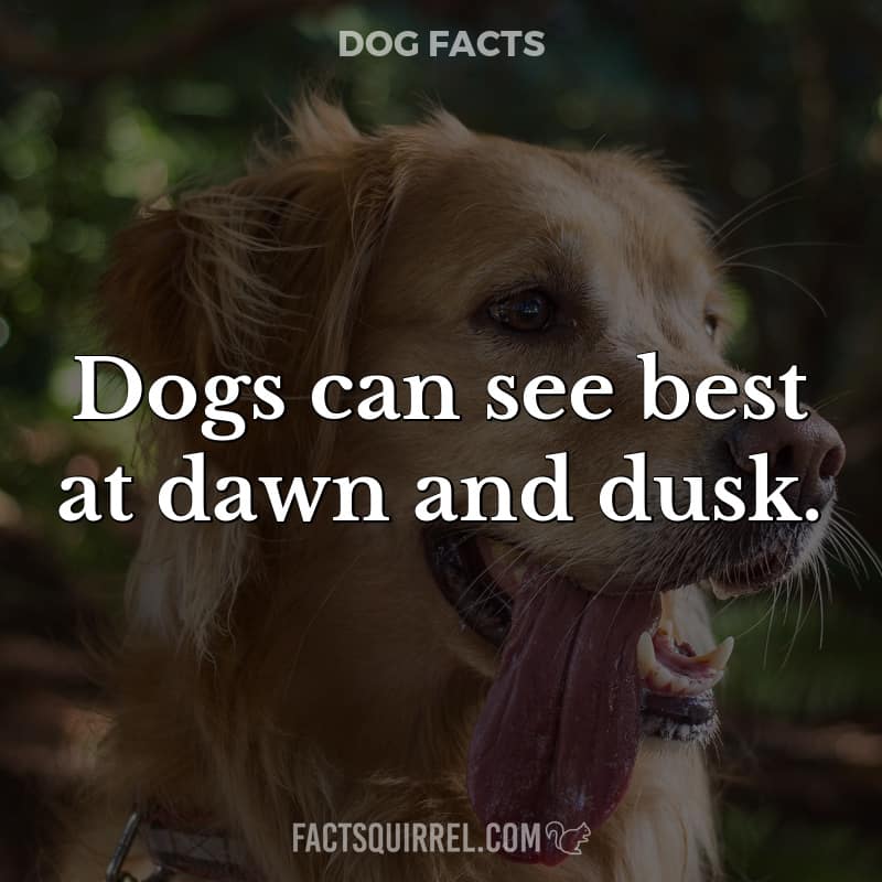 Dogs can see best at dawn and dusk