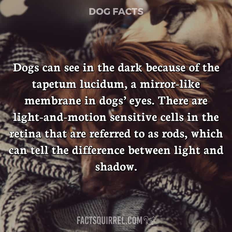 Dogs can see in the dark because of the tapetum lucidum, a mirror-like