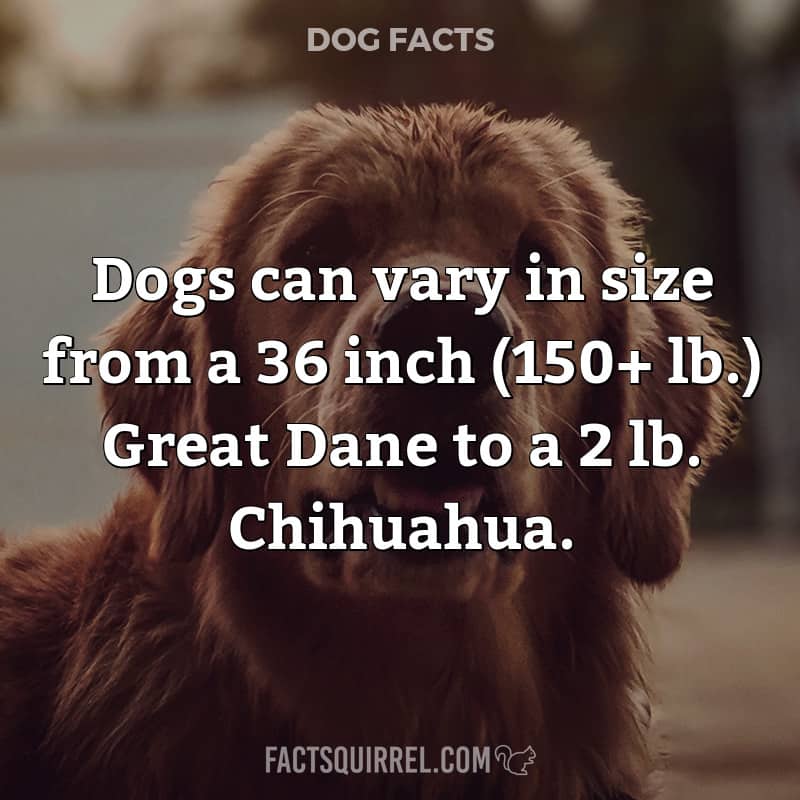 Dogs can vary in size from a 36 inch (150+ lb.) Great Dane to a 2 lb.