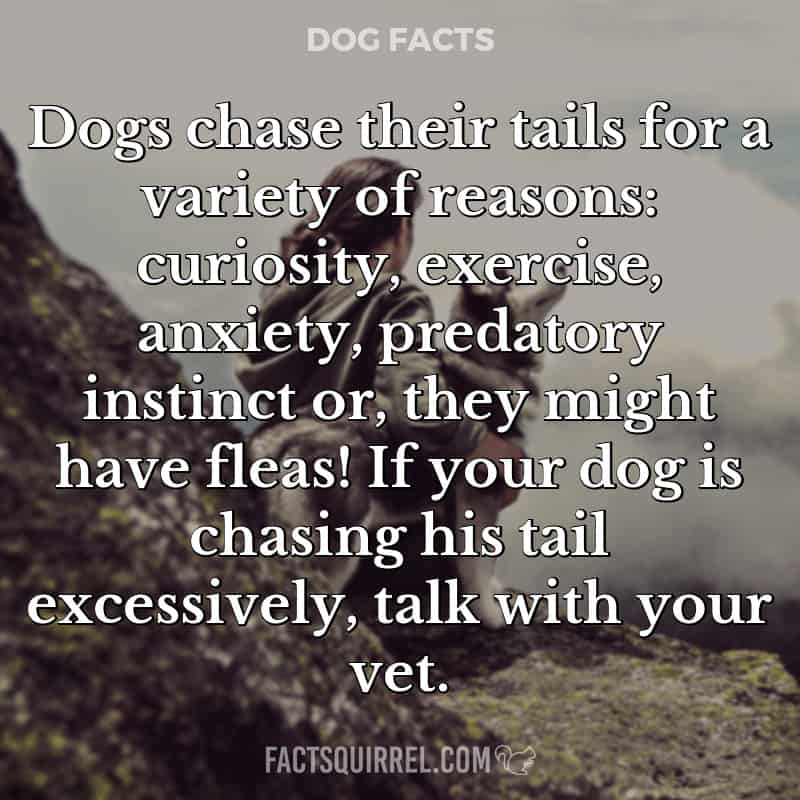 Dogs chase their tails for a variety of reasons: curiosity, exercise, anxiety, predatory instinct or, they might have fleas! If your dog is chasing his tail excessively, talk with your vet.