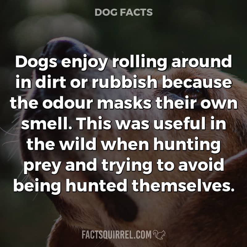 Dogs enjoy rolling around in dirt or rubbish because the odour masks