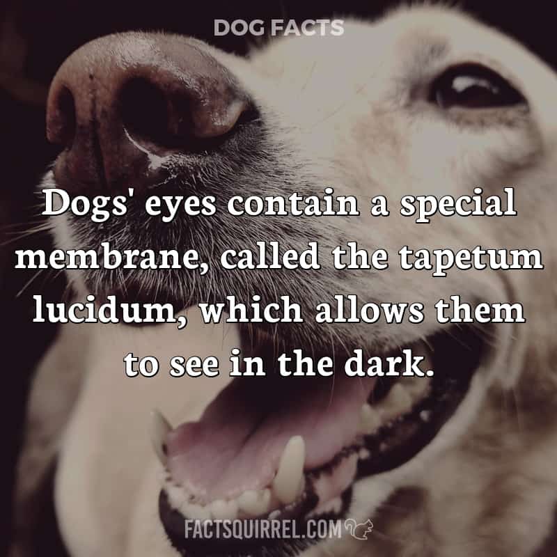 Dogs’ eyes contain a special membrane, called the tapetum lucidum, which