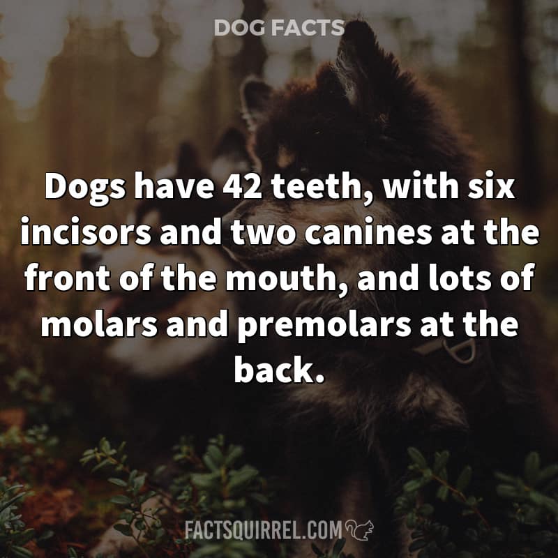 Dogs have 42 teeth, with six incisors and two canines at the front of