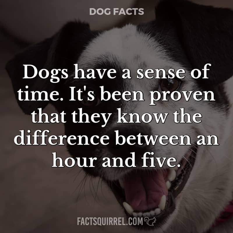 Dogs have a sense of time. It’s been proven that they know the