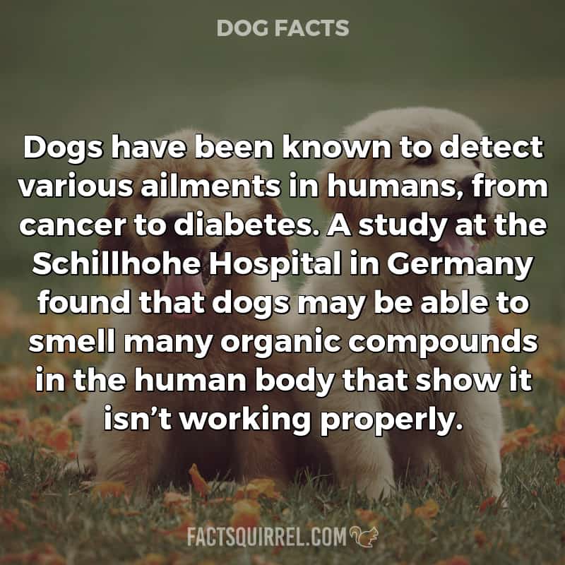 Dogs have been known to detect various ailments in humans, from cancer