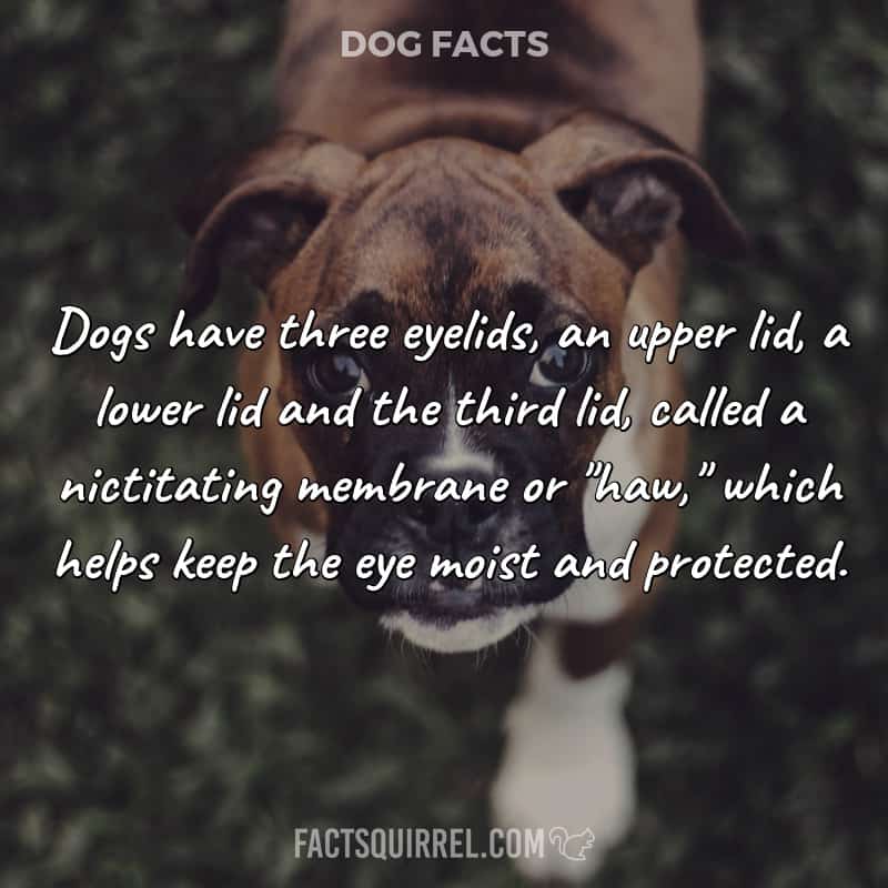 Dogs have three eyelids, an upper lid, a lower lid and the third lid,