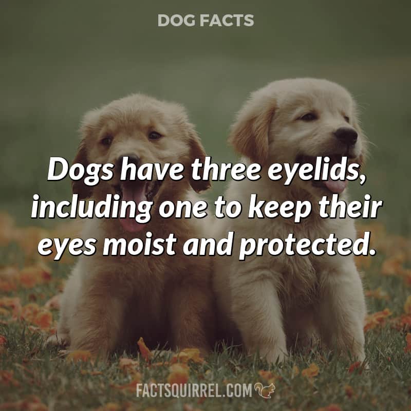 Dogs have three eyelids, including one to keep their eyes moist and