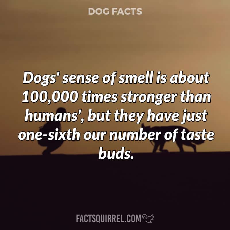 Dogs' sense of smell is about 100,000 times stronger than humans', but they have just one-sixth our number of taste buds.