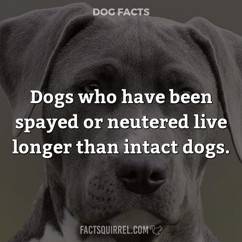 Dogs who have been spayed or neutered live longer than intact dogs