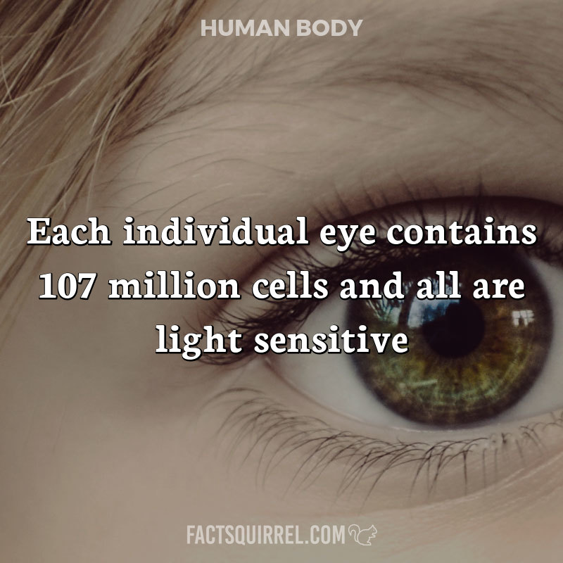 Each individual eye contains 107 million cells and all are light