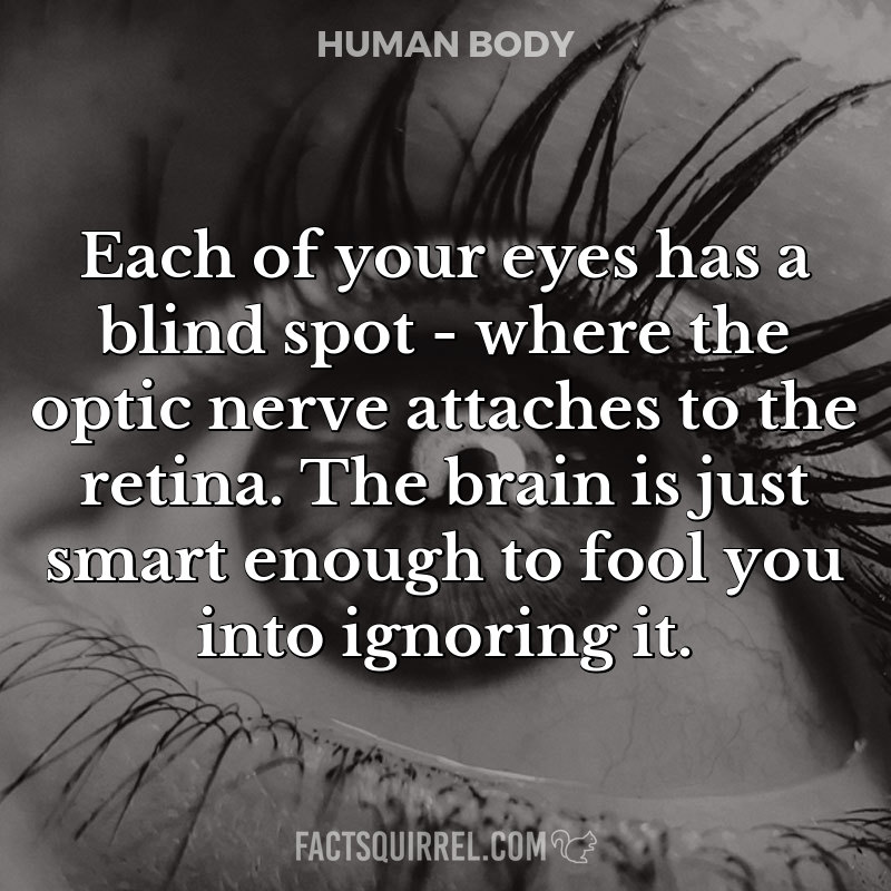 Each of your eyes has a blind spot – where the optic nerve attaches to