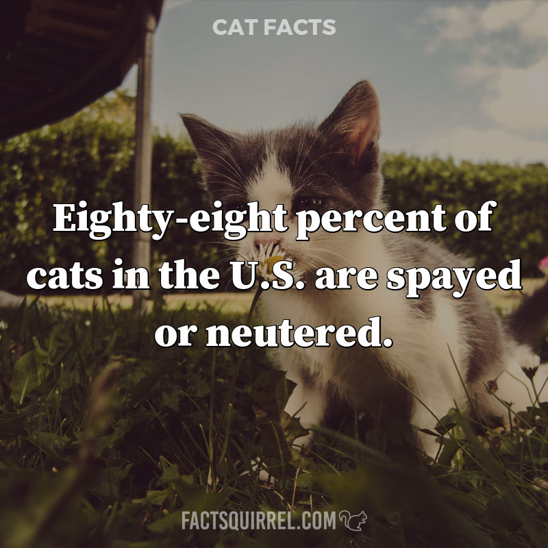 Eighty-eight percent of cats in the U.S. are spayed or neutered